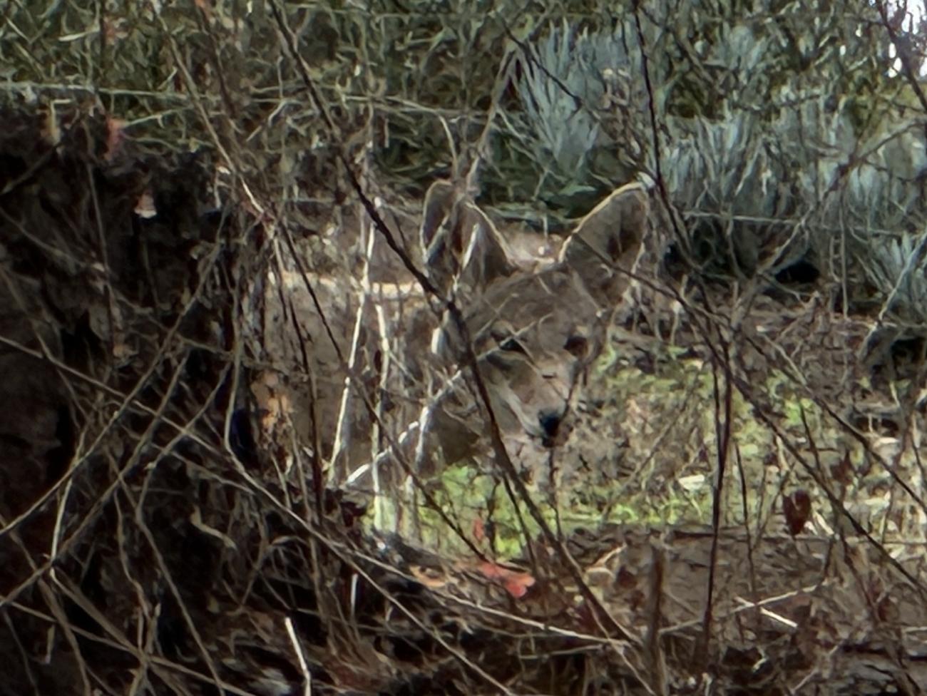 Name:  coyote-hiding-12-17-23.jpg
Views: 40
Size:  173.9 KB