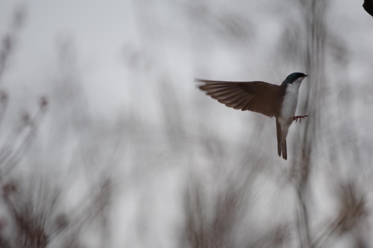 Name:  IMGP0274_Tree_Swallow.jpg
Views: 132
Size:  46.3 KB