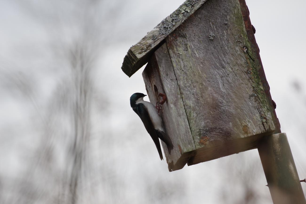 Name:  IMGP027X_Tree_Swallow.jpg
Views: 162
Size:  90.3 KB