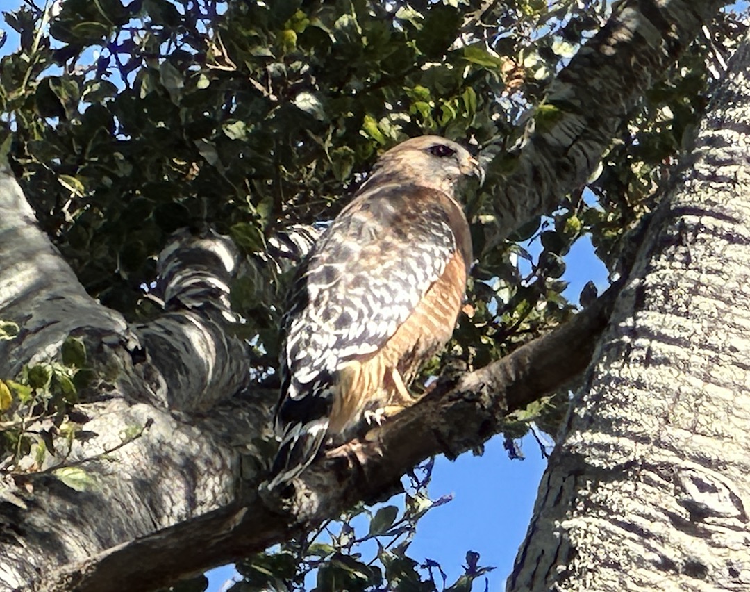 Name:  RedShoulderHawk2Nov24 sm.jpeg
Views: 66
Size:  357.6 KB