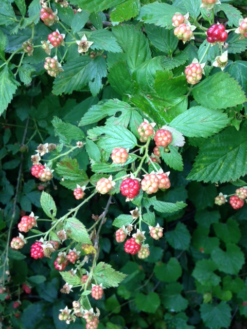 Name:  blackberries.JPG
Views: 1217
Size:  184.0 KB